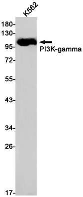 PIK3CG Antibody in Western Blot (WB)