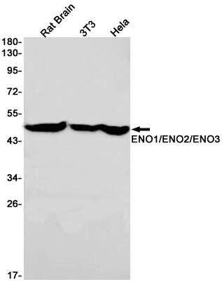 ENO1/2/3 Antibody in Western Blot (WB)