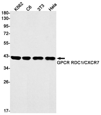 CXCR7 Antibody in Western Blot (WB)