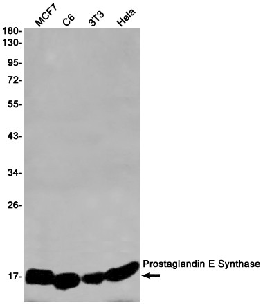 PTGES Antibody in Western Blot (WB)