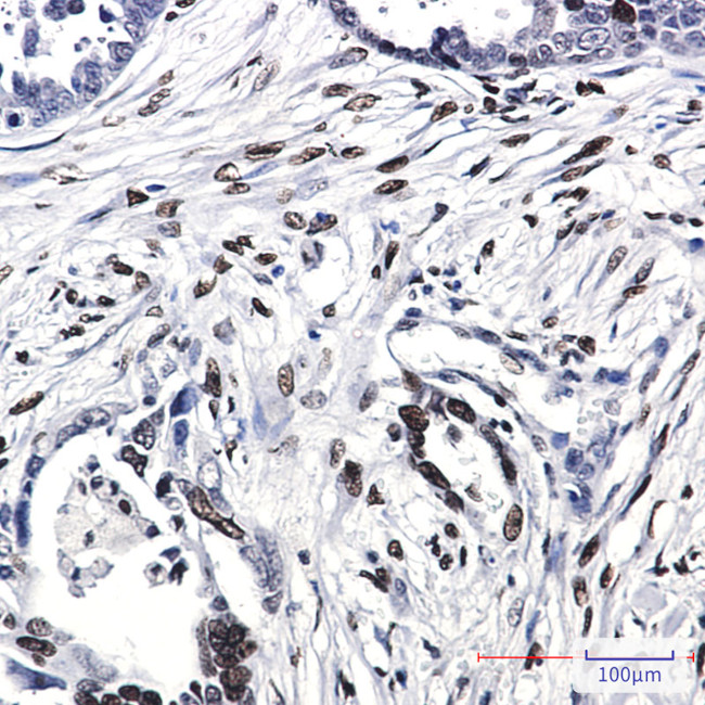 Histone 1F0 Antibody in Immunohistochemistry (Paraffin) (IHC (P))