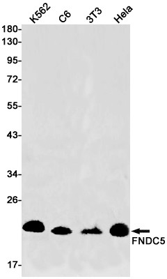 FNDC5 Antibody in Western Blot (WB)