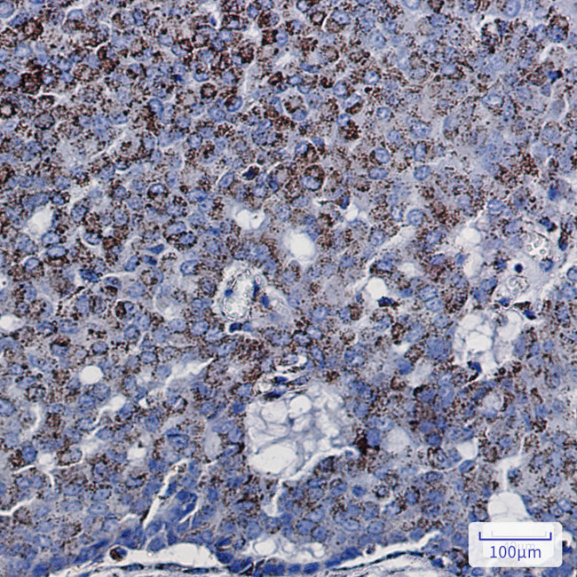 DCI Antibody in Immunohistochemistry (Paraffin) (IHC (P))