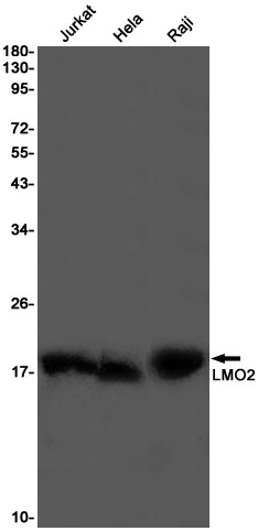 LMO2 Antibody in Western Blot (WB)