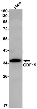 GDF15 Antibody in Western Blot (WB)