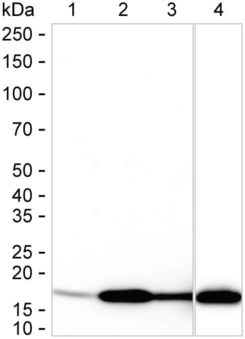 GPX4 Antibody in Western Blot (WB)