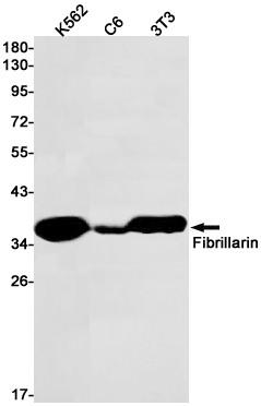 Fibrillarin Antibody in Western Blot (WB)