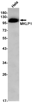 KIF23 Antibody in Western Blot (WB)