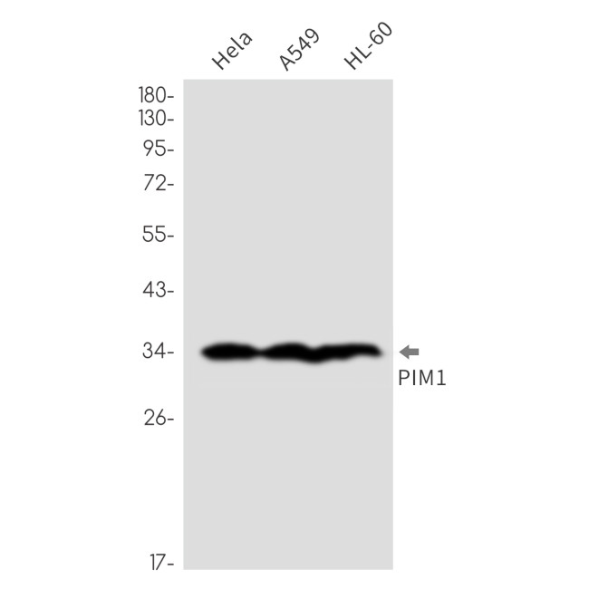 Cyclin A2 Antibody in Western Blot (WB)