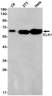 ELK1 Antibody in Western Blot (WB)