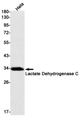 LDHC Antibody in Western Blot (WB)