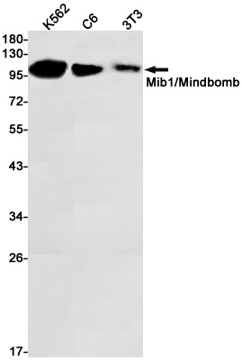 MIB1 Antibody in Western Blot (WB)
