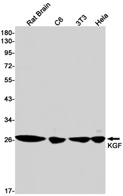 KGF Antibody in Western Blot (WB)