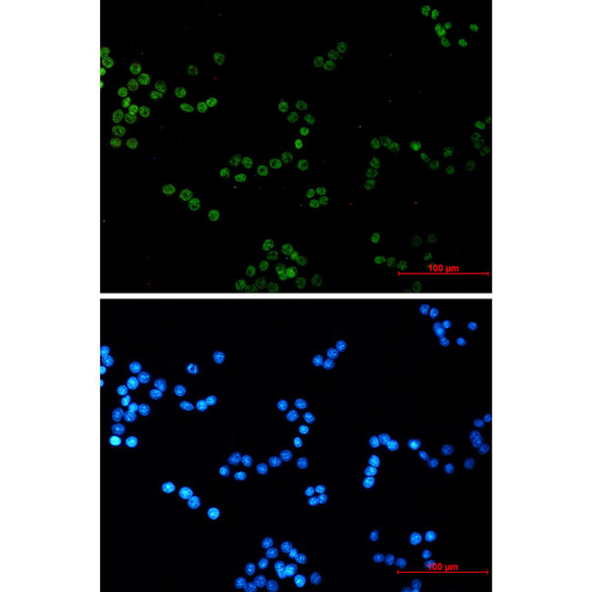 Histone H4 Antibody in Immunocytochemistry (ICC/IF)