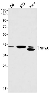 NFYA Antibody in Western Blot (WB)