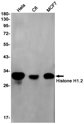 Histone H1.2 Antibody in Western Blot (WB)