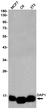 DAP Antibody in Western Blot (WB)