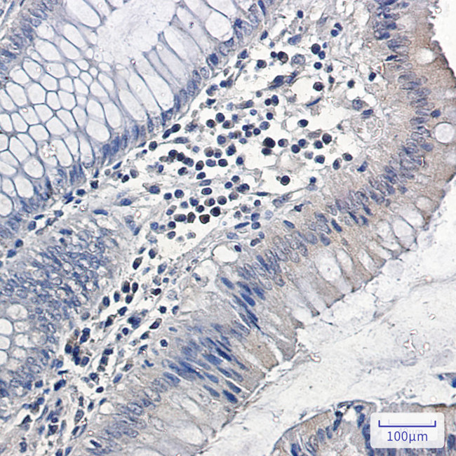 ERK3 Antibody in Immunohistochemistry (Paraffin) (IHC (P))