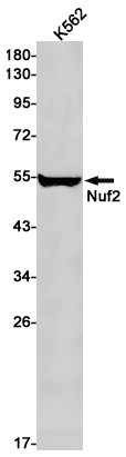 NUF2 Antibody in Western Blot (WB)