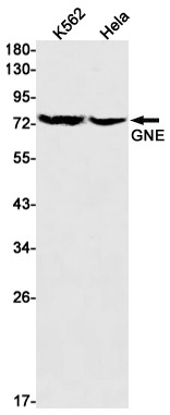 GNE Antibody in Western Blot (WB)