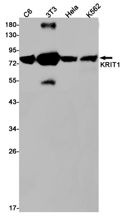 KRIT1 Antibody in Western Blot (WB)