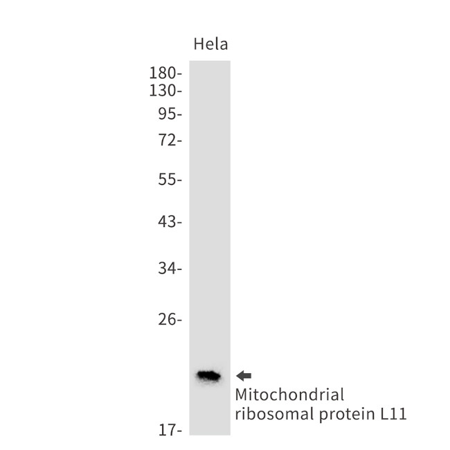 MRPL11 Antibody in Western Blot (WB)