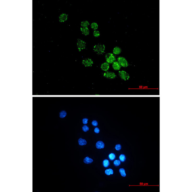 PUS1 Antibody in Immunocytochemistry (ICC/IF)