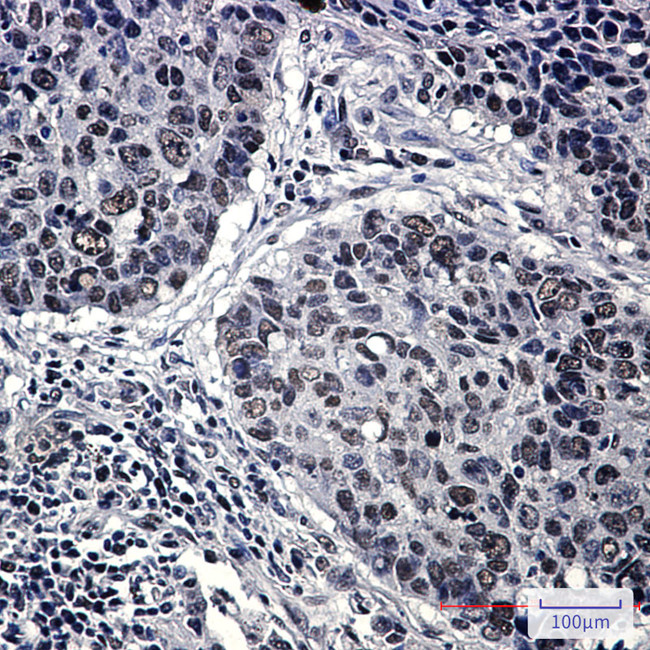 HP1 gamma Antibody in Immunohistochemistry (Paraffin) (IHC (P))