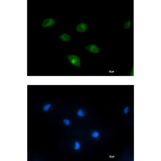 PCK2 Antibody in Immunocytochemistry (ICC/IF)