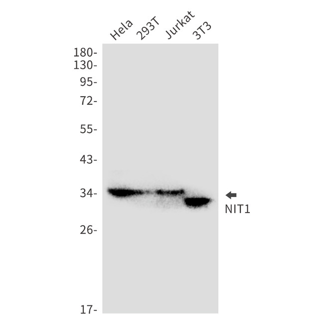 NIT1 Antibody in Western Blot (WB)
