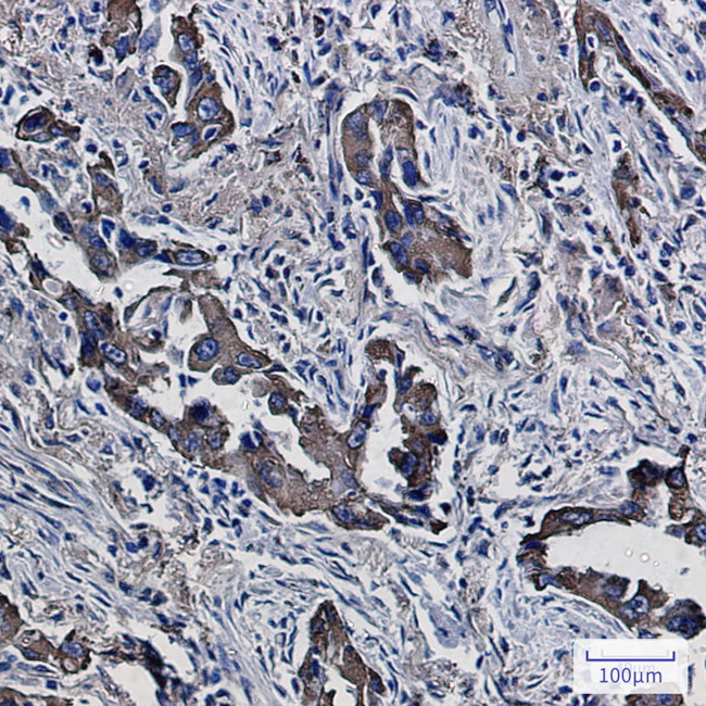 PON2 Antibody in Immunohistochemistry (Paraffin) (IHC (P))