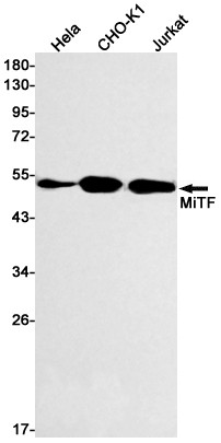 MiTF Antibody in Western Blot (WB)