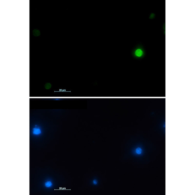Histone H2A.X Antibody in Immunocytochemistry (ICC/IF)