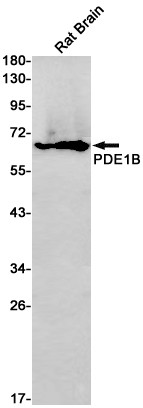 PDE1B Antibody in Western Blot (WB)