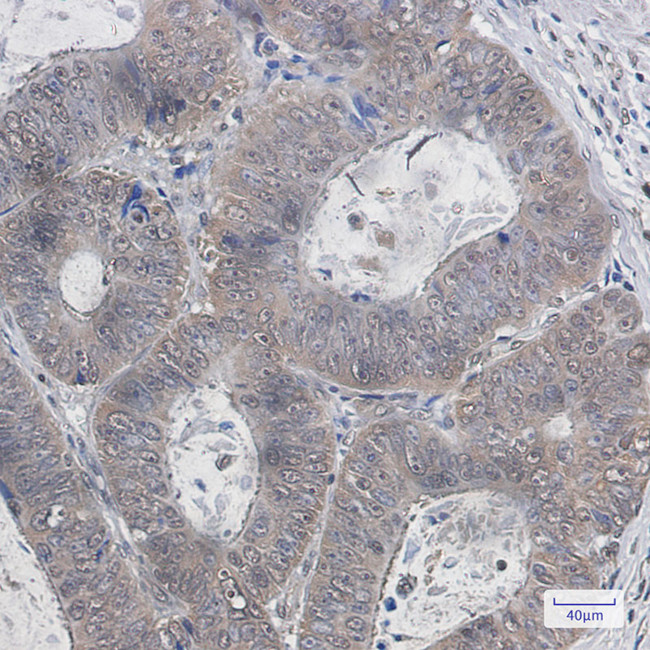 Ubiquitin B Antibody in Immunohistochemistry (Paraffin) (IHC (P))