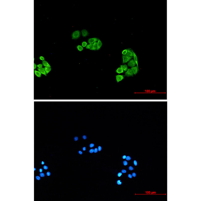 PSMA6 Antibody in Immunocytochemistry (ICC/IF)