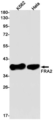 Fra2 Antibody in Western Blot (WB)