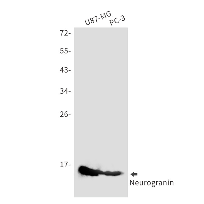 NRGN Antibody in Western Blot (WB)