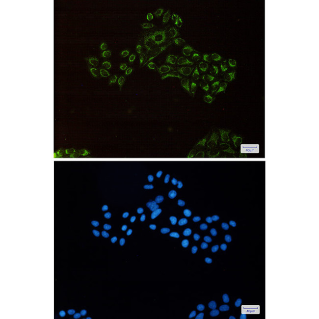 REA Antibody in Immunocytochemistry (ICC/IF)