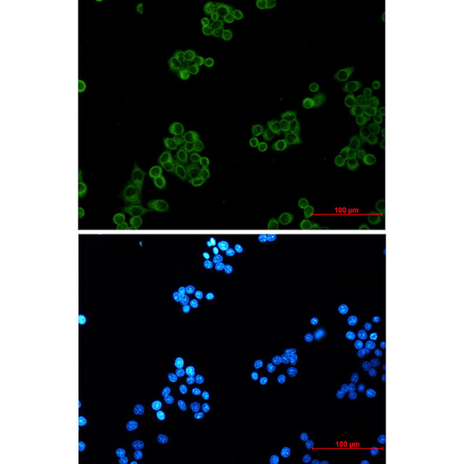 EHD1 Antibody in Immunocytochemistry (ICC/IF)