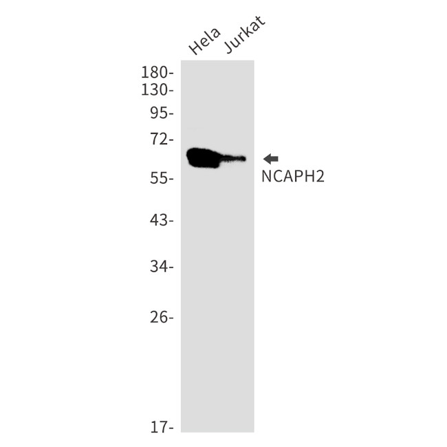 NCAPH2 Antibody in Western Blot (WB)