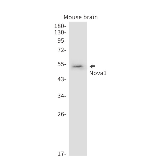 NOVA1 Antibody in Western Blot (WB)