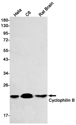 Cyclophilin B Antibody in Western Blot (WB)