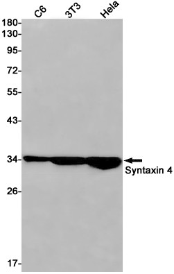 Syntaxin 4 Antibody in Western Blot (WB)