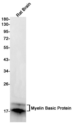 MBP Antibody in Western Blot (WB)