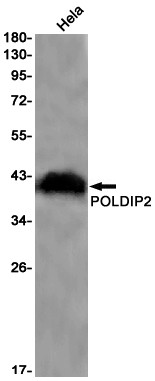 POLDIP2 Antibody in Western Blot (WB)