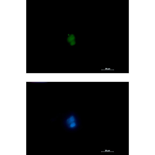 RUNX1/RUNX2/RUNX3 Antibody in Immunocytochemistry (ICC/IF)