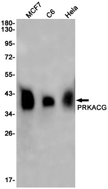 PKA gamma Antibody in Western Blot (WB)