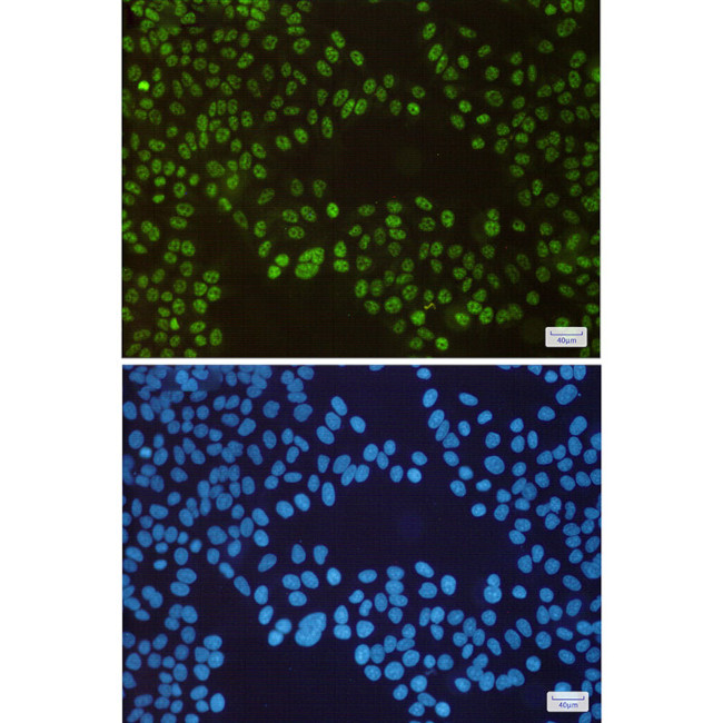 SP1 Antibody in Immunocytochemistry (ICC/IF)