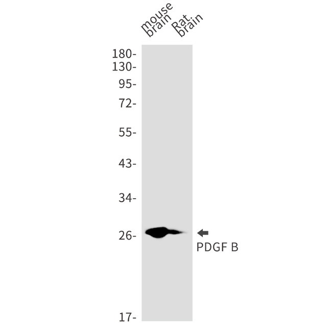 PDGF-B Antibody in Western Blot (WB)